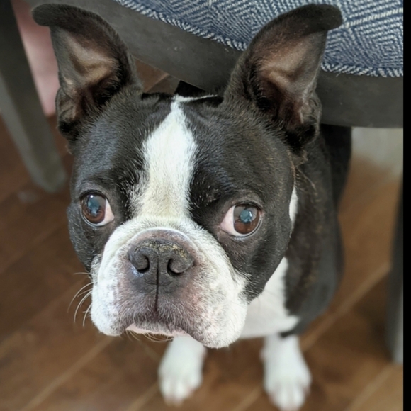 🐾Posh love from Iggy!🐾 - Picture 9 of 13